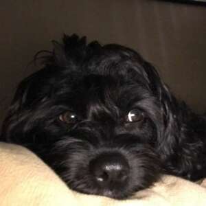 Image of a small dog resting his head on a bed
